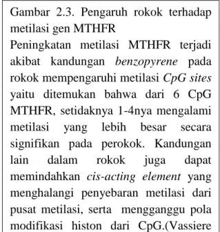 Gambar  2.3.  Pengaruh  rokok  terhadap  metilasi gen MTHFR 