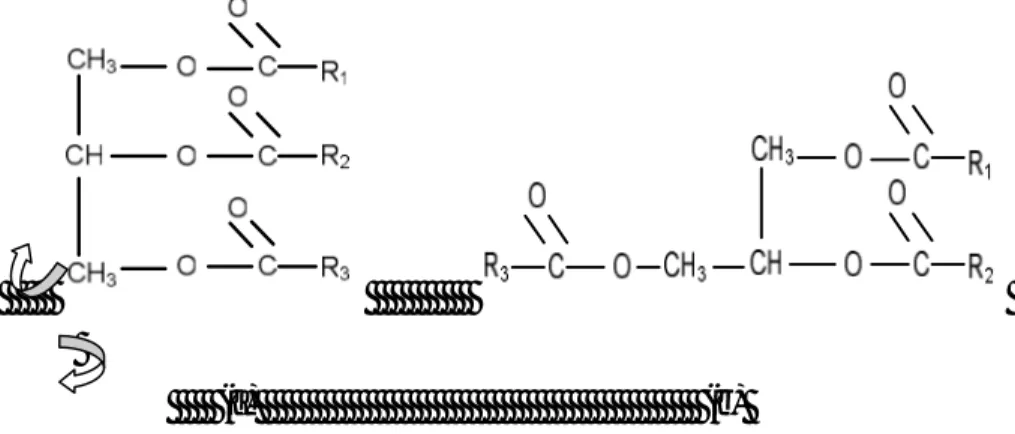 Gambar 4. Molekul Trigliserida Bentuk “E” (a) dan “Tuning Fork” (Garpu)  (b) (Flint, 1955) 
