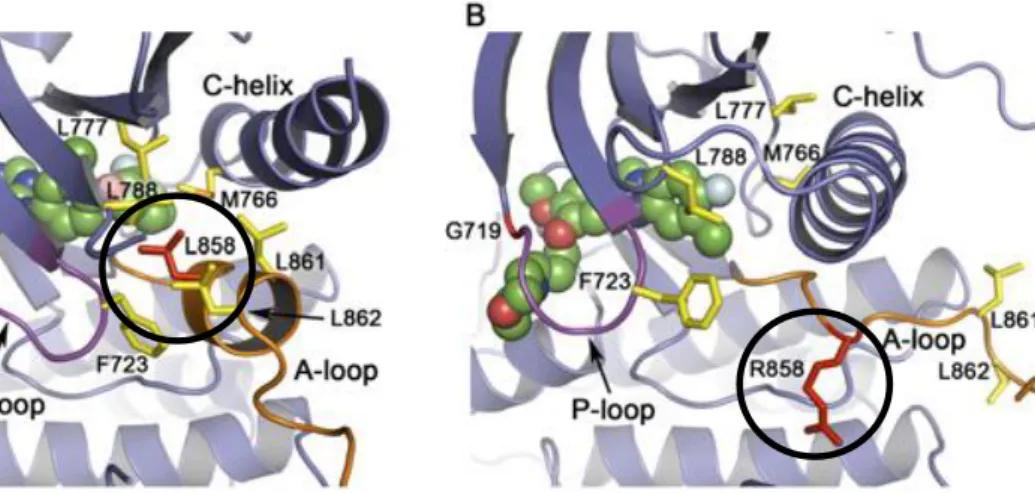 Gambar 6 Perubahan struktur asam amino pada mutasi EGFR exon 21. (a) EGFR  dengan asam amino Leusin; (b) EGFR dengan asam amino Arginin  Mutasi Gen KRAS 