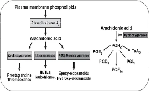 Gambar 2.1 Metabolisme  asam arakhidonat (Bertagnolli, 2008).  