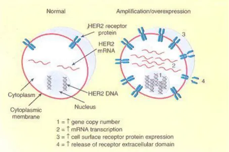 Gambar 2.6:Indikator status HER2: gen atau amplifikasi DNA dan mRNA atau overekspresi  protein