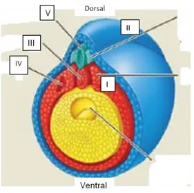 Gambar  diatas  merupakan  tahapan  gastrula  dari  perkembangan  embrio  katak.  Bagian  yang  akan berkembang menjadi rongga dada dan perut adalah 