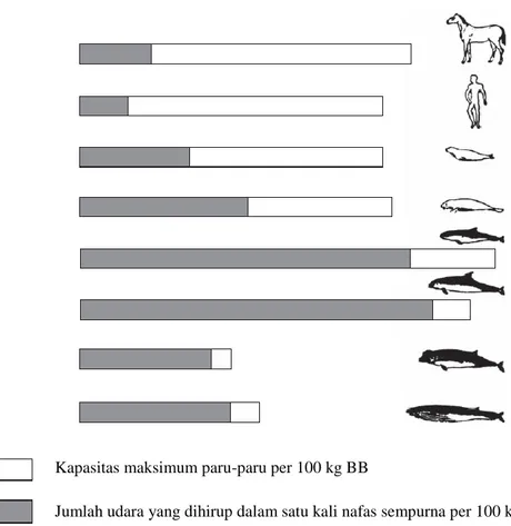 Gambar  3    Perbandingan  kapasitas  maksimum  paru-paru  dan  jumlah  total  udara  yang dapat dihirup oleh kuda, manusia, singa laut, berang-berang laut,  lumba-lumba  pantai  (dermaga),  lumba-lumba  hidung  botol   indo-pasifik (T