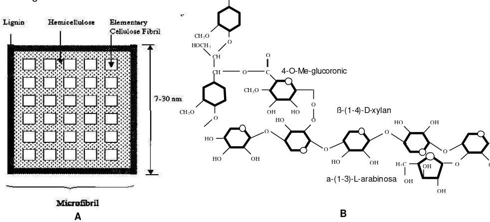 Gambar 7. A. Penggabungan materi lignoselulosa membentuk struktur mikrofibril (Klein lignin dengan arabino-4-O-methilglucomonoxylan pada Pinus (Watanabe dan Koshijima, and Snodgrass, 1993 dalam Zhang dan Lynd, 2004)