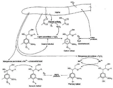 Gambar 8. Skema penyerangan lignin oleh enzim jamur Phanerochaete chrysosporium  (Akhtar et al., 1997) 