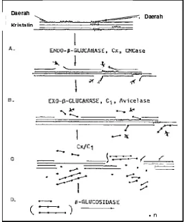 Gambar 10. Mekanisme hidrolisis enzim selulase (Miyamoto, 1997)
