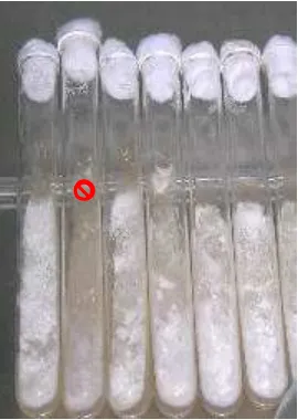 Gambar 11. Isolat P. chrysosporium umur 6 hari pada media PDA. Tanda merah menunjukkan isolat yang tidak digunakan sebagai sumber spora
