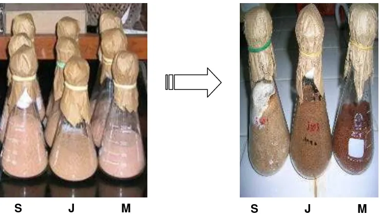 Gambar 12. Kondisi serbuk kayu sebelum diberi perlakuan jamur dan setelah 30 hari waktu inkubasi dengan jamur P