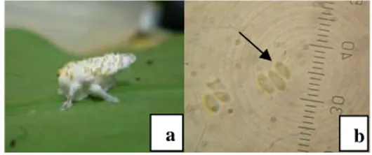 Gambar 9  Beauveria RA 23 (a) miselium menutupi tubuh  inang, (b) kumpulan kepala konidium, (c)  kumpulan konidium, dan (d) miselium  Beauveria RA 23 dalam media Agar-agar  Dekstrosa Kentang