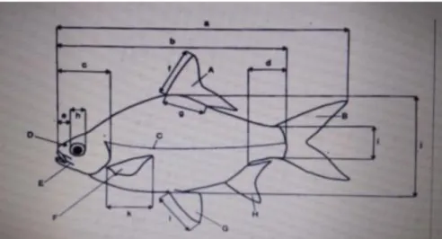 Gambar 1. Skema pengukuran manual pada ikan.