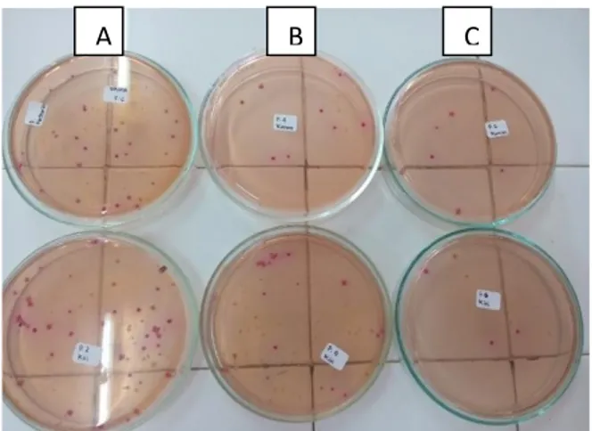 Gambar  1.  Jumlah  koloni  bakteri  Salmonella  sp  pada  media  SSA  di  pagi  hari   dengan ketinggian (A) 10 cm, (B) 20 cm, (C) 30 cm