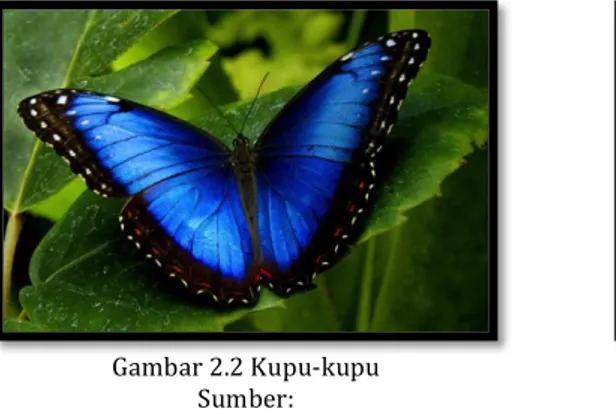 Gambar	2.2	Kupu-kupu	 Sumber:	 http://www.tattooepiercing.com/farfalle/Tatu aggi-farfalle%20(1).jpg(07-10-15)	 Gambar	2.3		Ngengat	 Sumber		https://pixabay.com/p-21053/?no_redirect	(07-10-15)	 Gambar	perbedaan	kupu-kupu	dan	ngengat	