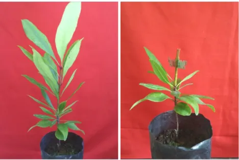 Gambar 11.  Benih cengkeh umur 4-5 bulan di pembibitan untuk batang bawah (kiri), dan  batang benih dipotong kemudian dibelah (kanan) 