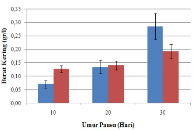 Gambar 4. Perbandingan biomassa kering          Chlorella sp. dan Ankistrodesmus sp.pada umur panen 