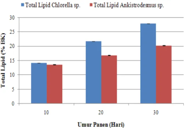 Gambar 5.Perbandingan total lipid Chlorella sp.dan  Ankistrodesmus sp.pada umur panen yang berbeda