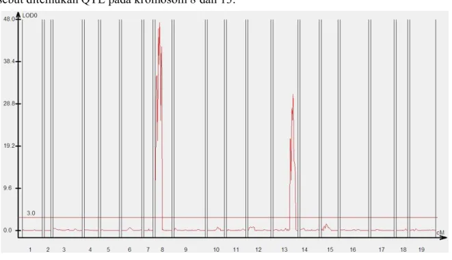 Gambar 2. Hasil Analisis QTL prosedur standar. Ditemukan QTL pada kromosom #8 dan #13 