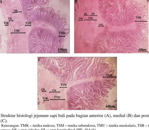 Gambar 1. Struktur histologi jejunum sapi bali pada bagian anterior (A), medial (B) dan posterior  (C)