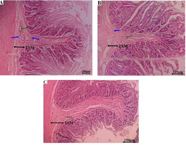 Gambar  4.  Tunika  submukosa  jejunum  sapi  bali  pada  bagian  anterior  (A),  medial  (B)  dan    posterior (C)