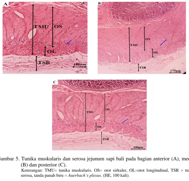 Gambar 5. Tunika muskularis dan serosa jejunum sapi bali pada bagian anterior (A), medial  (B) dan posterior (C)