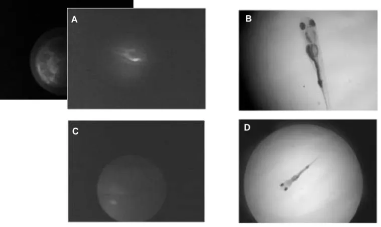 Gambar 4.  Gambaran larva ikan mas saat 6 jam setelah telur menetas.   Larva dari embrio yang diberi perlakuan injeksi mengekspesikan gen hrGFP yang ditunjukkan dengan tanda panah (4a)
