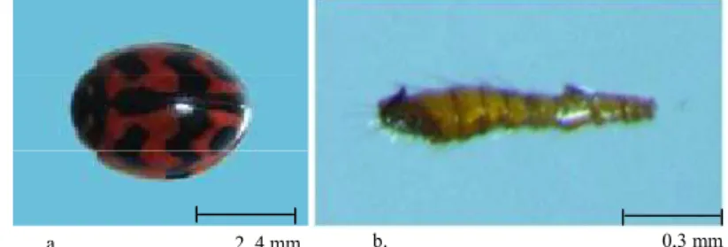 Gambar 2. a: Imago predator M. sexmaculatus ; b: Antena predator  M. sexmaculatus 