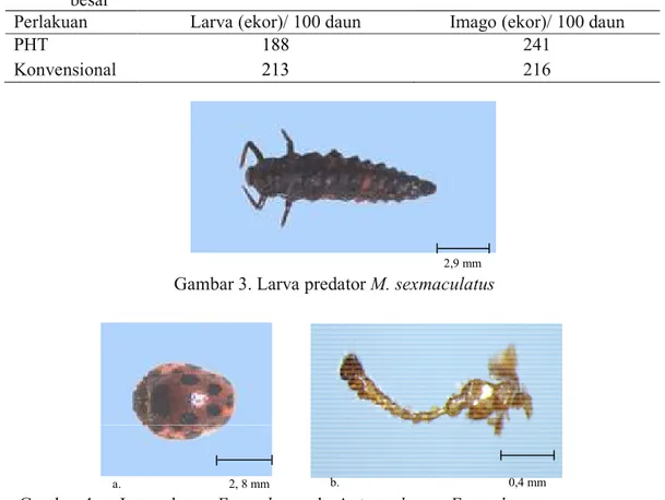 Tabel 3. Rata-rata populasi larva dan imago predator M. sexmaculatus  pada lahan cabai                      besar 
