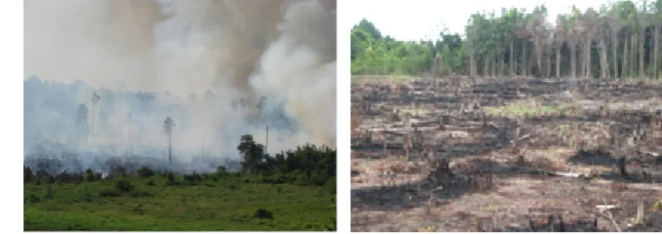 Gambar 14. Proses pembukaan lahan hutan dengan proses tebang bakar  Faktor  lain  adalah  tidak  terjaminnya  hak  penguasaan  lahan  oleh  para  penduduk  yang  terpaksa  membuka  lahan  hutan  sehingga  mendorong  mereka  mencari keuntungan  jangka pende