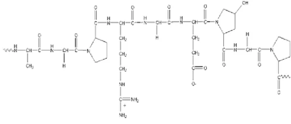 Gambar 1.2   Struktur molekul gelatin. 