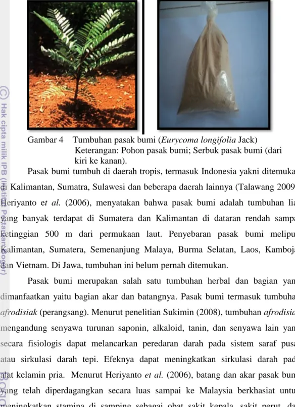 Gambar 4    Tumbuhan pasak bumi (Eurycoma longifolia Jack) 