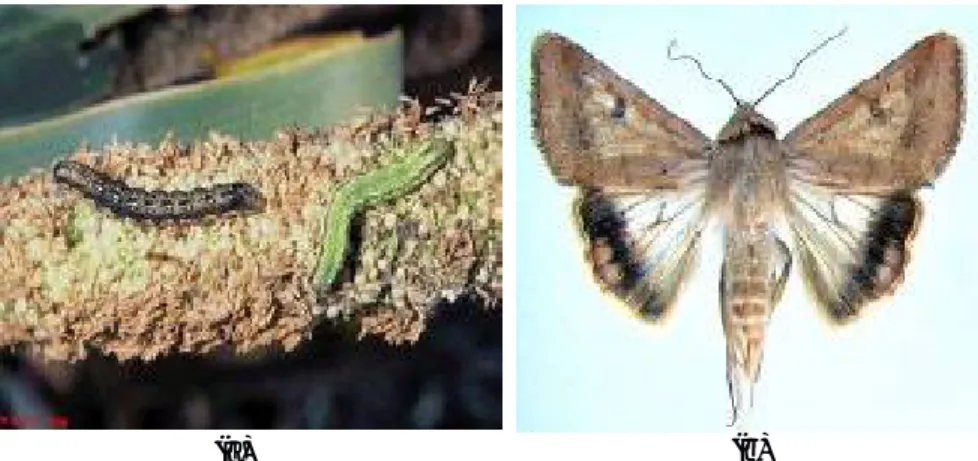 Gambar 9. Larva (a) dan imago H. armigera (b).