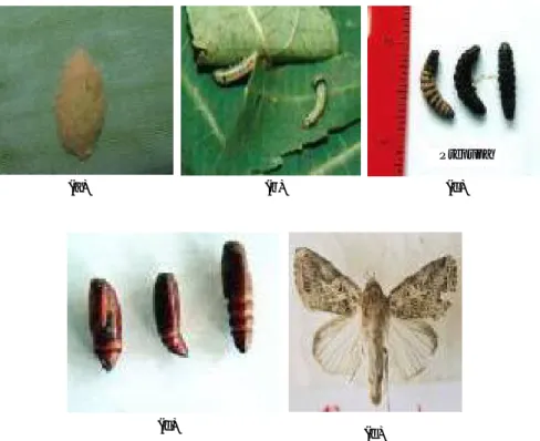 Gambar 10. Kelompok telur (a), larva (b), prapupa (c), pupa (d), dan imago S. Litura (e).