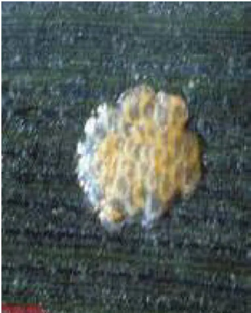 Gambar 1. Koloni telur penggerek batang jagung.