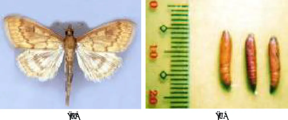 Gambar 3. Pupa (a) dan imago O. furnacalis (b).