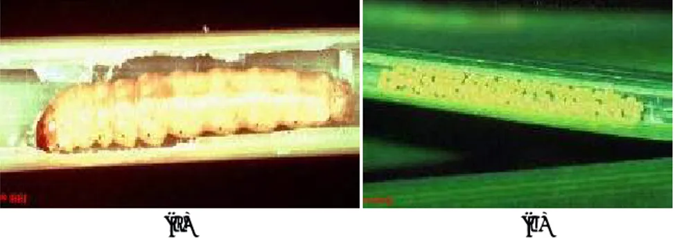 Gambar 7. Kelompok telur dalam barisan (a) dan larva S. inferens (b).
