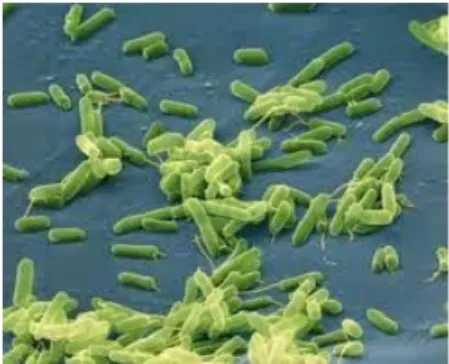 Gambar 3.4 Bakteri Streptomyces sp. 