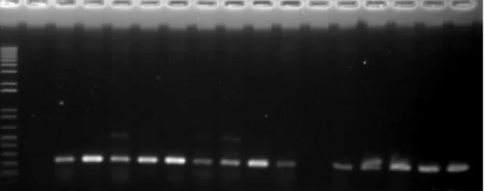 Gambar 1. hasil amplifikasi DNA populasi Ciherang/IIRI119 menggunakan primer AEX terkait toleransi padi terhadap cekaman genangan.