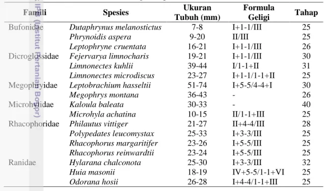 Tabel 3. Hasil identifikasi morfologi sampel berudu 