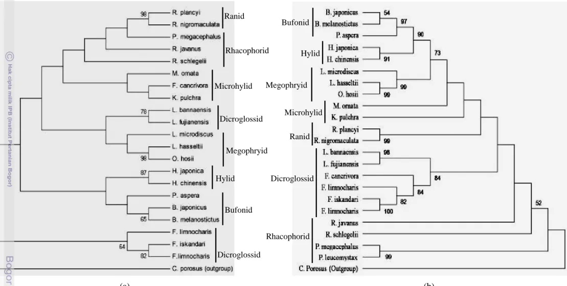 Gambar 10 Hasil rekonstruksi filogeni dengan metode Maximum Parsimony berdasarkan: (a) gen 12S rRNA, (b) gen 16S rRNA