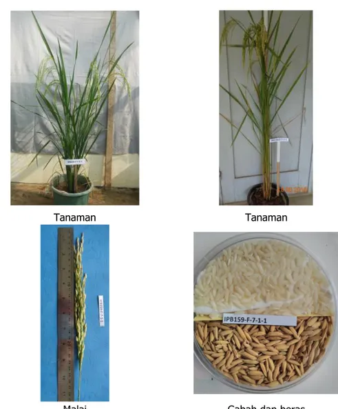 Gambar 6. Penampilan tanaman, malai, gabah dan beras VUB Inpago IPB 9G 