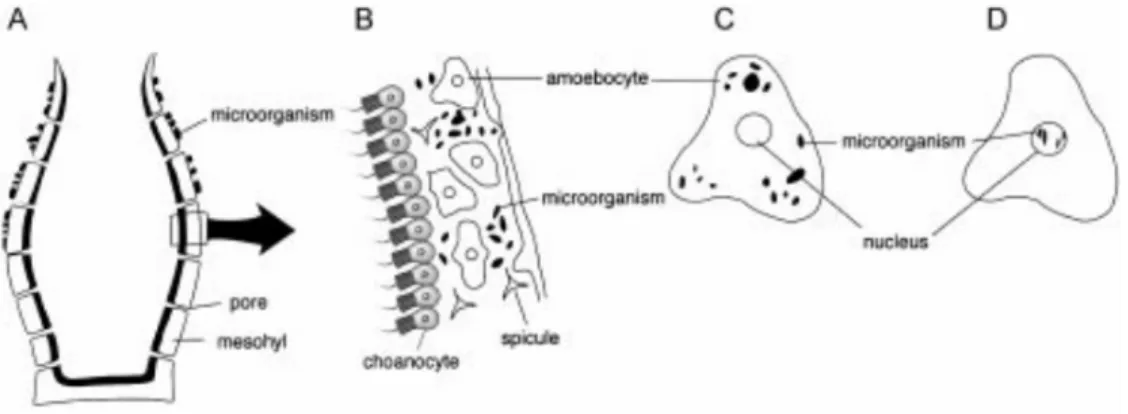 Gambar 2.1 Skema hubungan simbiosis antara spons dengan mikroorganisme,  (a)  ekstraseluler eksosimbiosis; (b) ekstraseluler endosimbiosis; (c) simbiosis  intraseluler; (d) simbiosis intranukleus