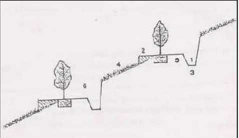 Gambar 5.  Teras kebun (a) lahan sebelum diteras dan teras kebun  yang telah ditanami (b) 