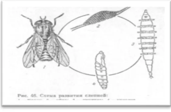 Gambar 2. Siklus hidup lalat Tabanus sp 