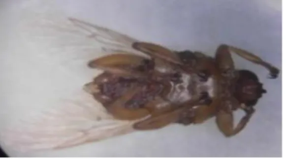 Gambar 1. Morfologi lalat Tabanus sp 