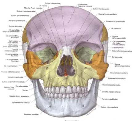 Gambar 1. Tulang-Tulang pada Cranium Orang Dewasa. (Paulsen &amp; Waschke,  2012). 