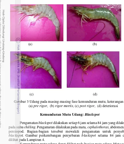 Gambar 3 Udang pada masing-masing fase kemunduran mutu, keterangan :       ) 