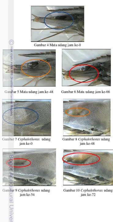 Gambar 6 Mata udang jam ke-66 