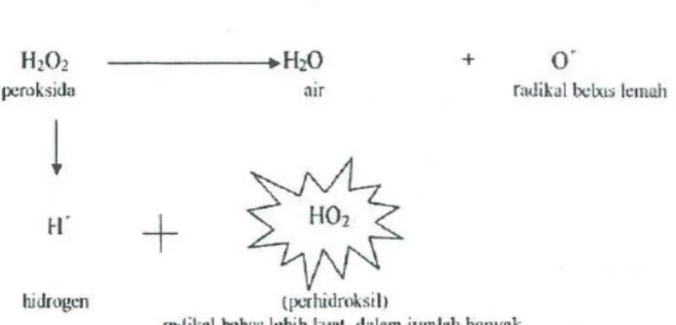 Gambar 1. Proses buffer menghasilkan banyak radikal bebas lebih kuat  (prehidroksil) (Patil dalam Goldstein 2002)  