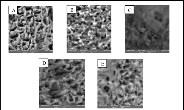 Gambar  5.2 Gambaran  permukaan  email gigi yang telah diaplikasi  hidrogen  peroksida  35% dengan 5 sampel yang berbeda  (A,B,C,D,E) 