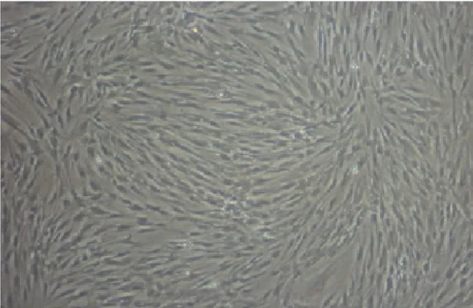 Gambar 2. Gambaran  mikroskopik  sampel  pulpa  I,  pasase  4,  nampak sel pulpa yang berproliferasi mengalami 80% 