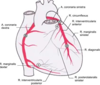 Gambar 1. Pendarahan Jantung 